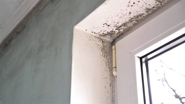 Best Affordable Mold Removal  in Sonoma State University, CA
